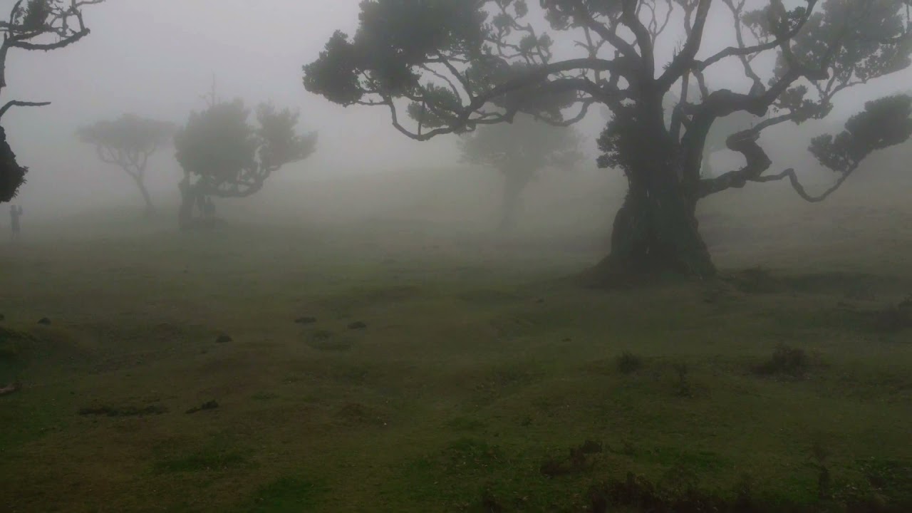 Fanal #forest..#paradise #madeira #drone
