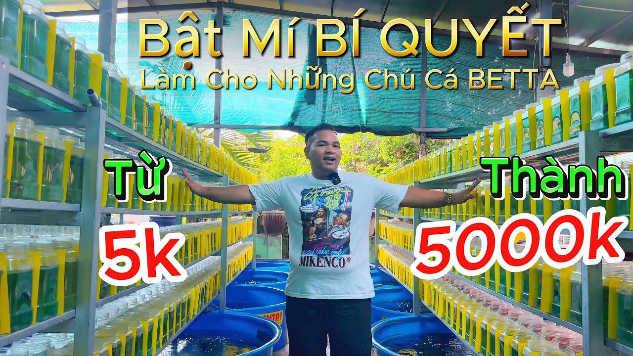 Chia Sẽ Quy Trình Form Cá Betta | Giàu Đoàn Betta | Chia Sẽ Kinh Nghiệm Nuôi Cá.!