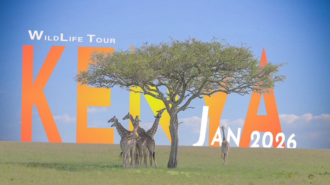Raw Africa Safari Experience | Client Review | Big Cats & the Wild