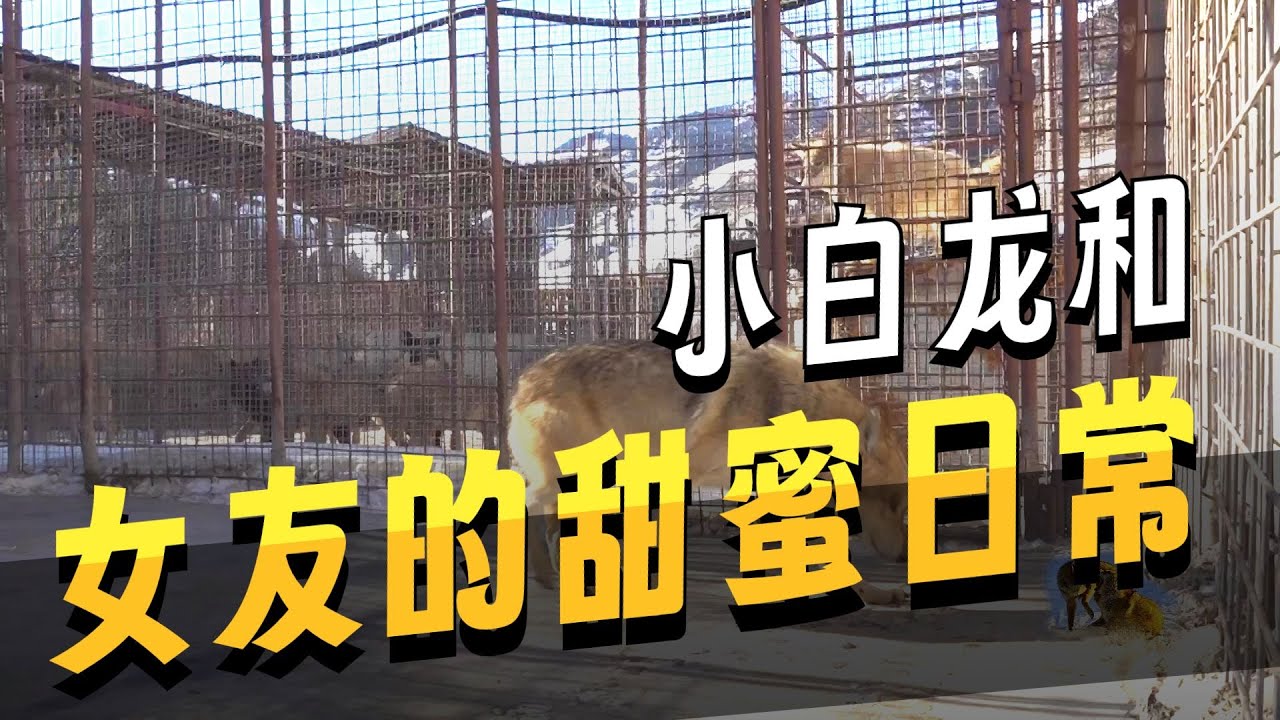 【我在新疆养狼】小白龙跟女朋友的感情怎么样了 #狼 #野兽 #猛兽 #野生动物 #野生动物零距离
