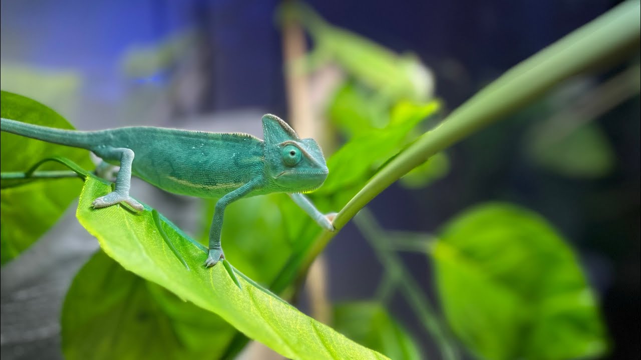 Kameleon Jemenski