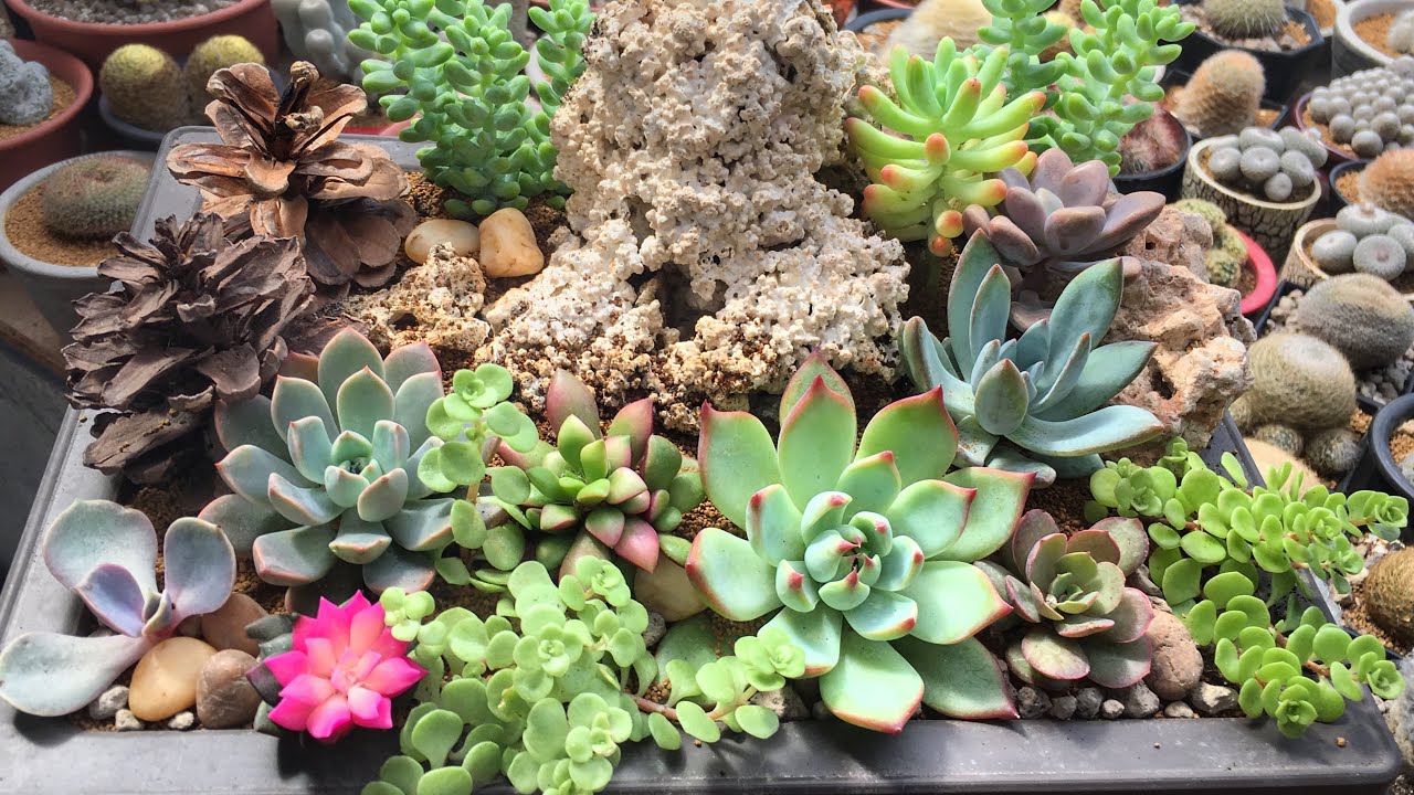 Succulent Tray Garden - สวนถาด | กำหลาบหิน