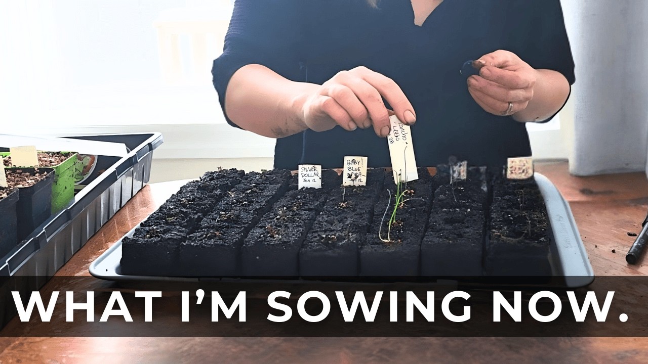 Early Seed Starting in a Cold Climate: My Real Process