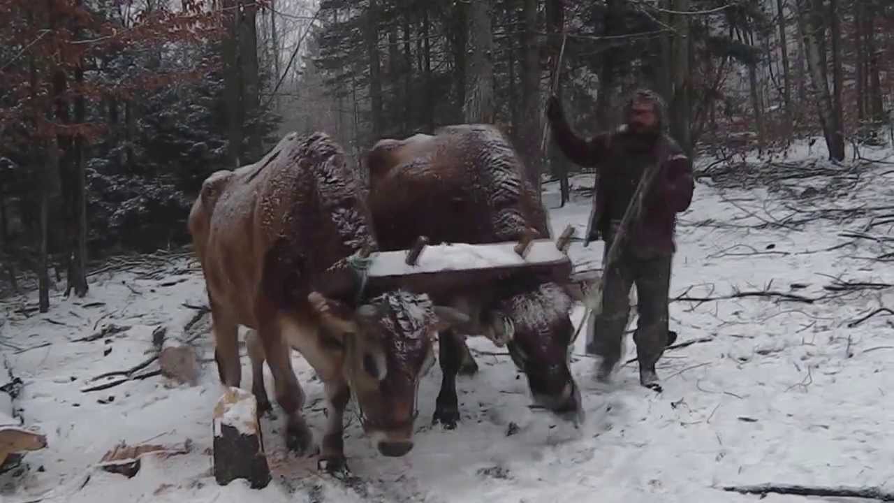 Winter Logging with Oxen