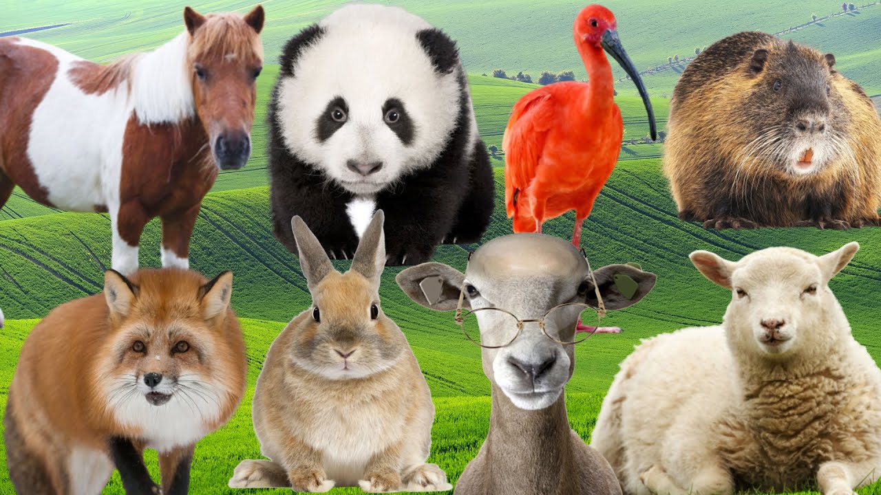 Charming Animal Moments: Horse, Fox, Rabbit, Sheep, Cow - Cute Pet Sounds