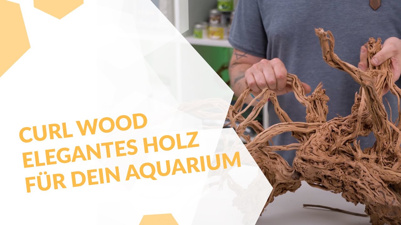 Curl Wood - verschlungenes Wurzelholz für dein Aquarium