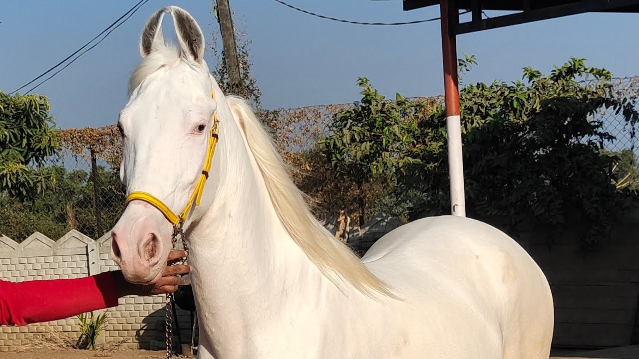 Rupal stud farm for sell सफेद लक्ष्मी घोड़ी price 170000 mo9724588670.mo8849146447