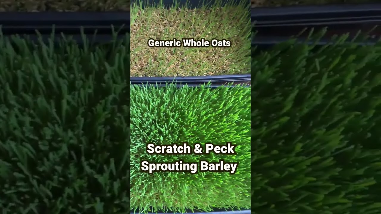 Sprouting Grains for Chickens Experiment