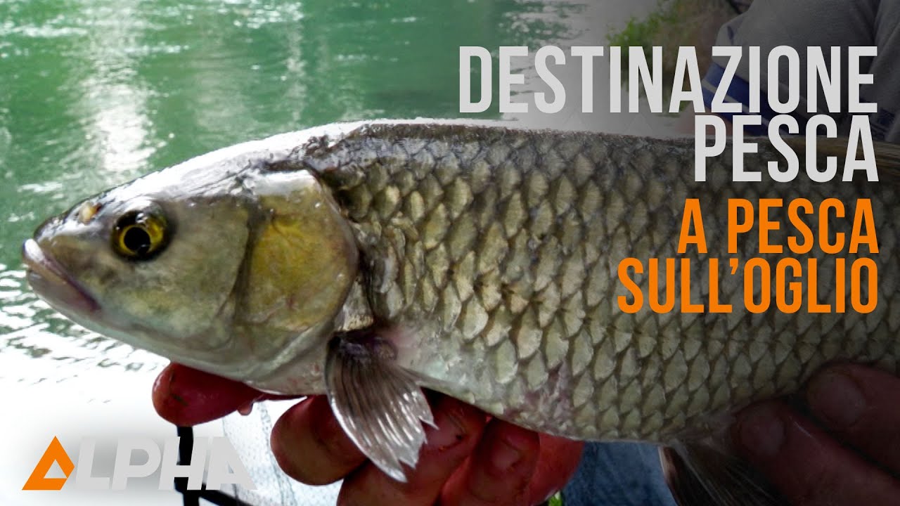 Destinazione Pesca - A pesca sull'Oglio