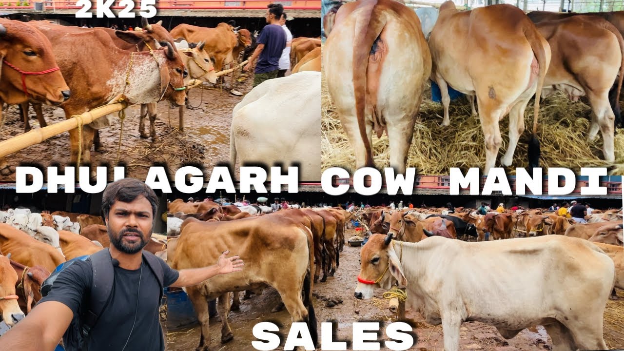 Howrah Dhulagarh Cow Mandi || All Range Cow Collections || Bakrid Sale Start 🔥