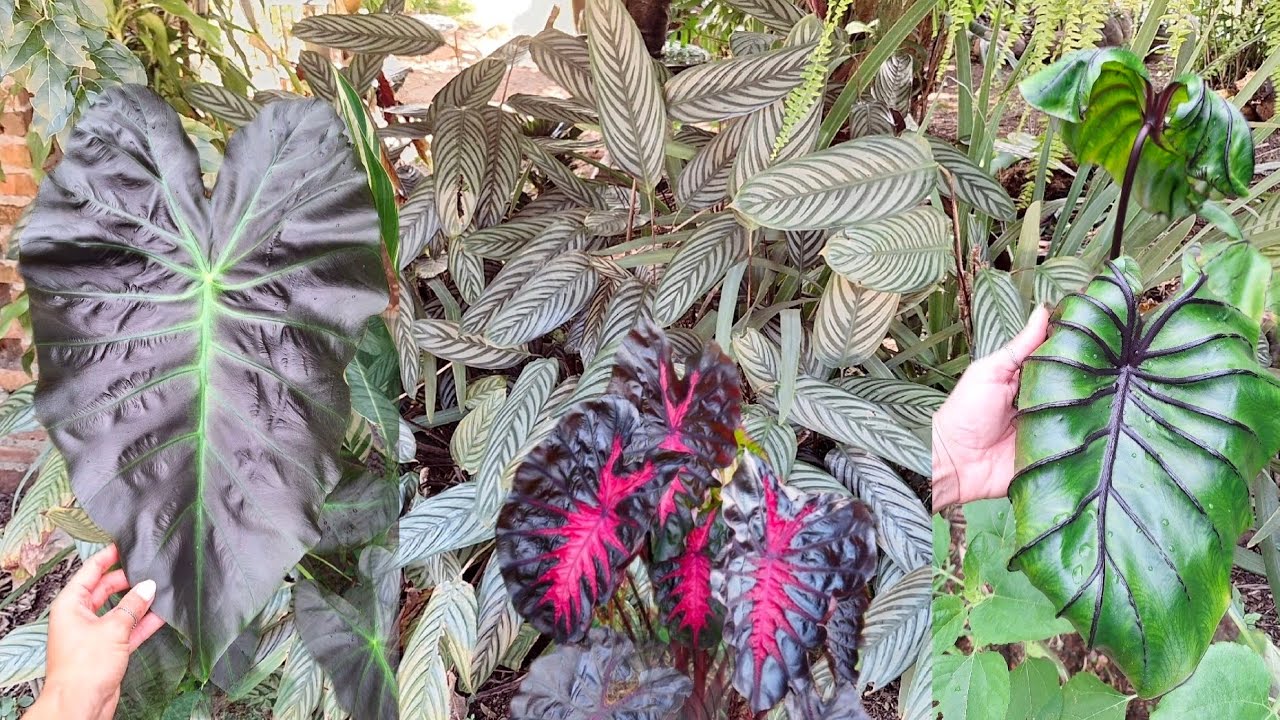 Maranta replante e Colocasias mudas novas no jardim 🌱🍃🐝🐓