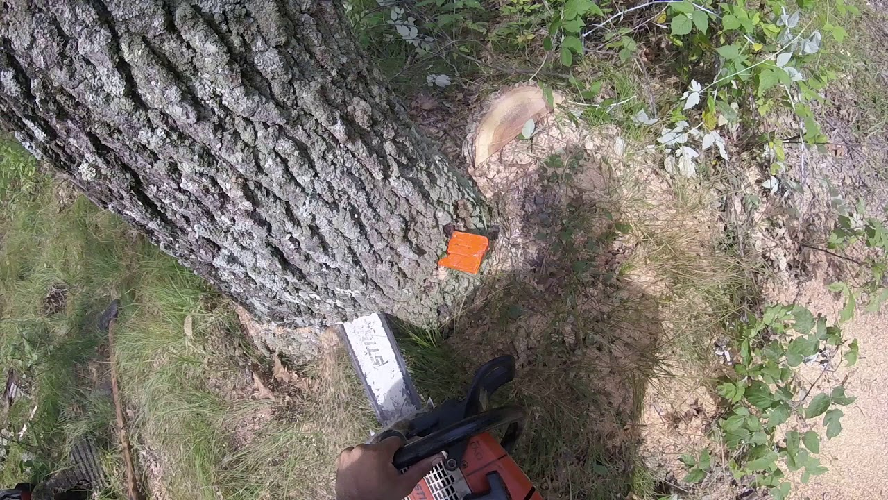 BORE CUT AND WEDGE OVER AN OAK
