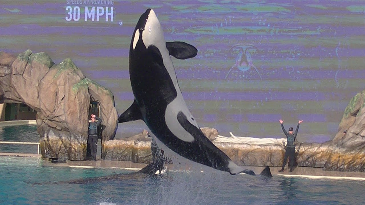 Orca Encounter (Full Show) Dec. 23, 2019 - SeaWorld San Diego