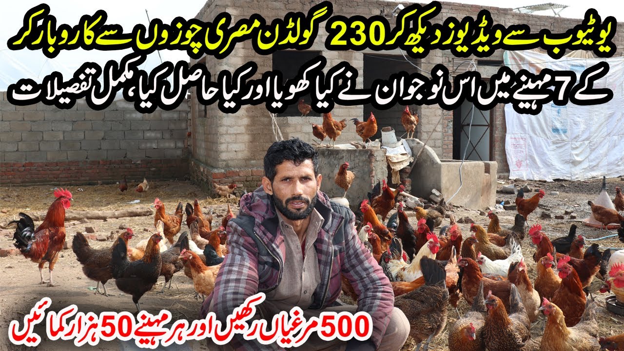 Golden Misri Hen Farming in Pakistan | Desi Hen Farming | Hen Farming | Golden Misri Feed Schedule