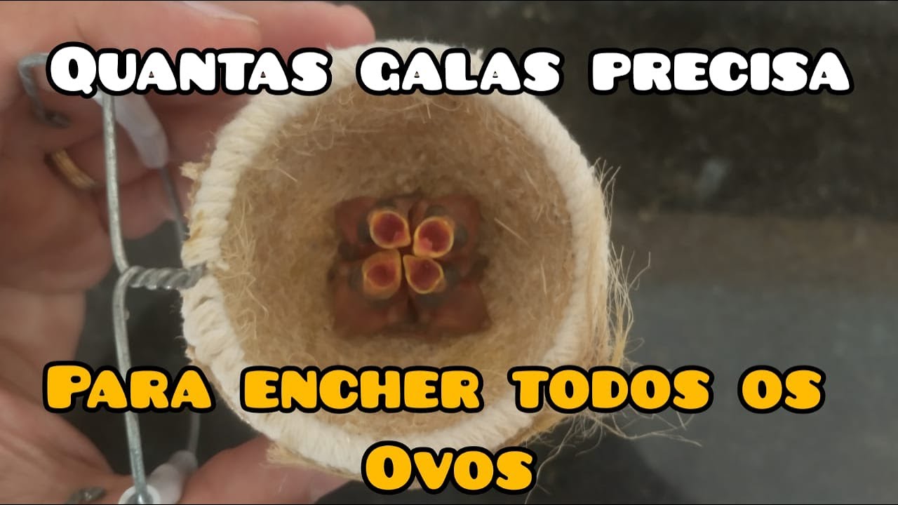 Quantas galas precisa para encher todos os ovos !