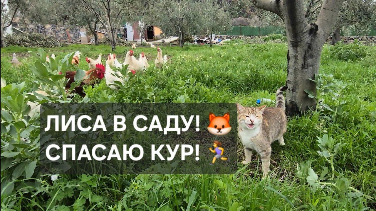 Только говорила о лисе, и она ПРИШЛА! 🦊😱  #лиса #нападение #куры #шок #измир #влог #деревня #кот 