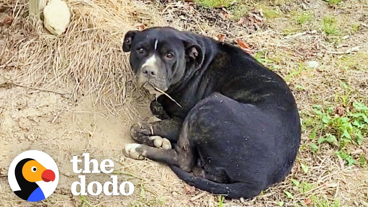 Женщина заметила раненого пити на черничном поле, а затем… | The Dodo