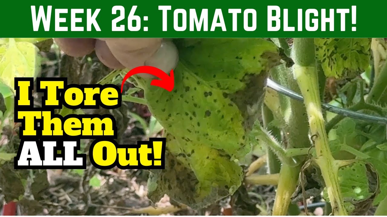 My Tomatoes Got Hit With BLIGHT!