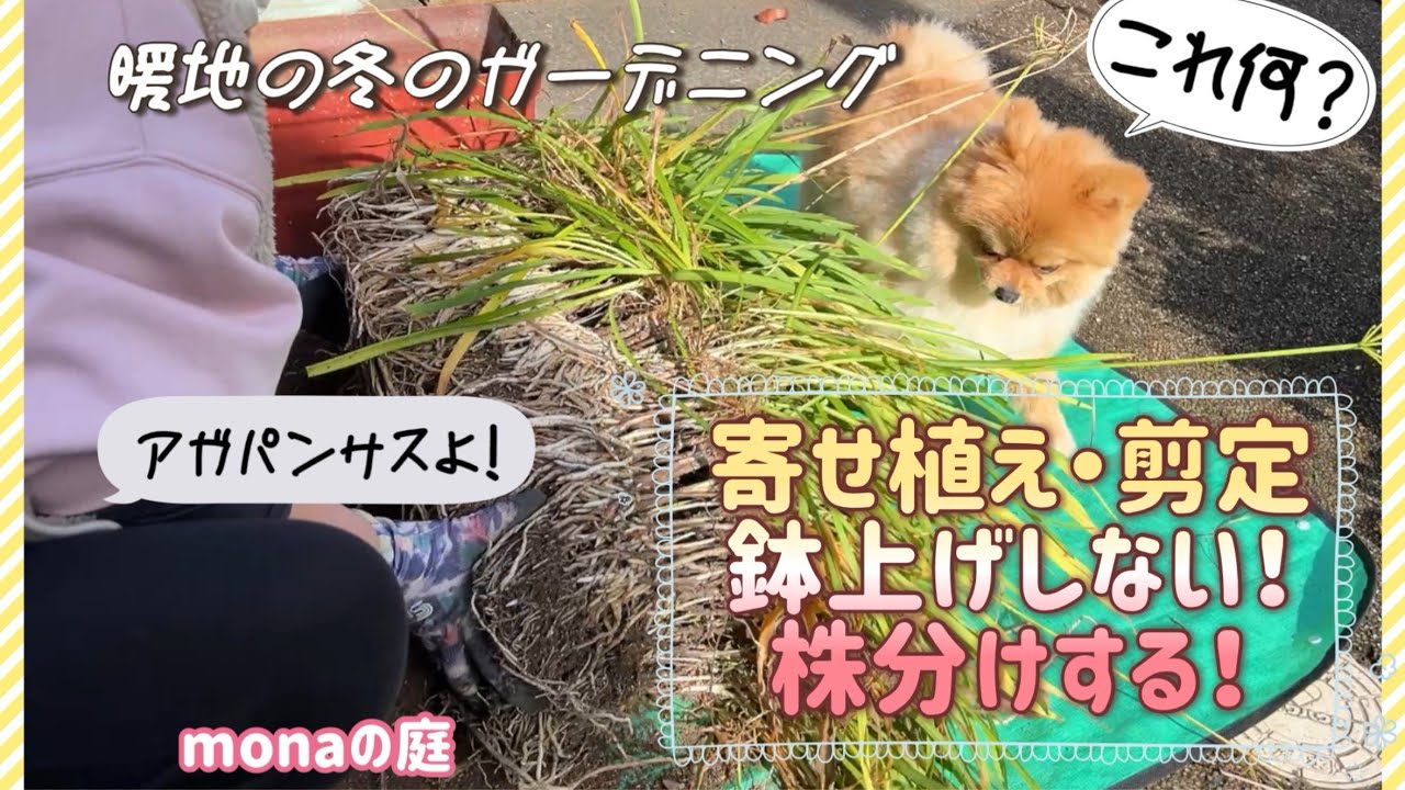 【monaの庭】暖地の冬のガーデニング8つの作業。簡単寄せ植え、リサイクル球根寄せ植え、アメリカンブルーの剪定、ラックスは鉢上げしない、ゆりは鉢上げ、アガパンサスは株分け。＃ガーデニングブログ