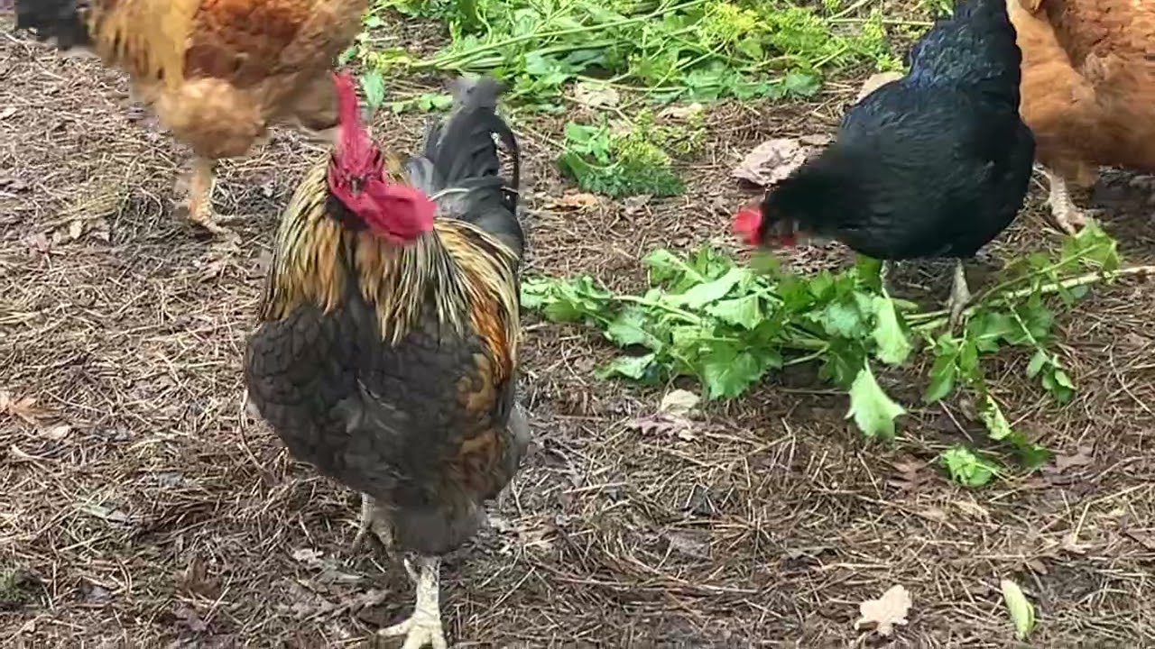 Roosters showing off. 30th June 2024.