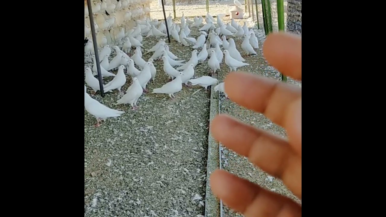 الشتاء والحمام