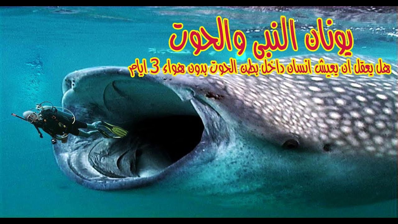 يونان النبى والحوت هل يعقل ان يعيش انسان داخل بطن الحوت بدون هواء 3 ايام