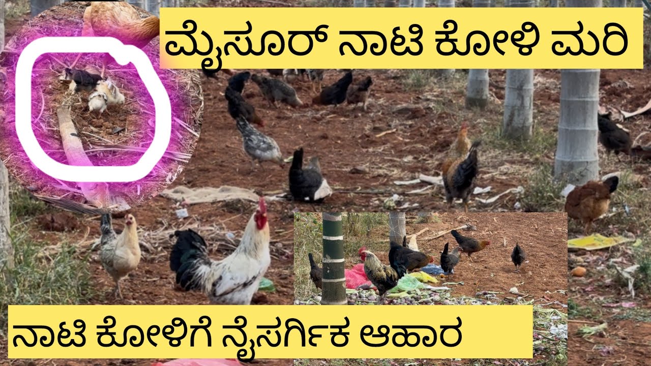 ಮೈಸೂರ್ ನಾಟಿ ಕೋಳಿ || ನಾಟಿ ಕೋಳಿ ಸಾಕಾಣಿಕೆ || country chicken 