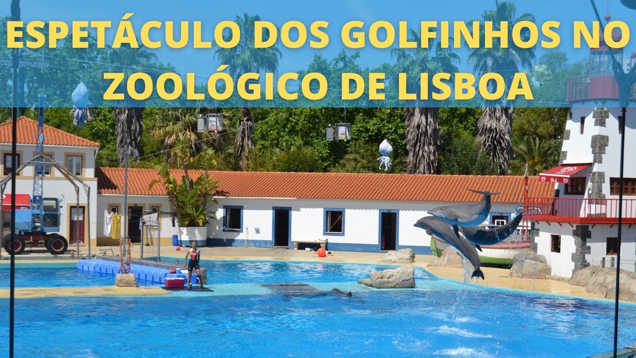 [PARTE 2] SHOW dos golfinhos no zoológico de lisboa.
