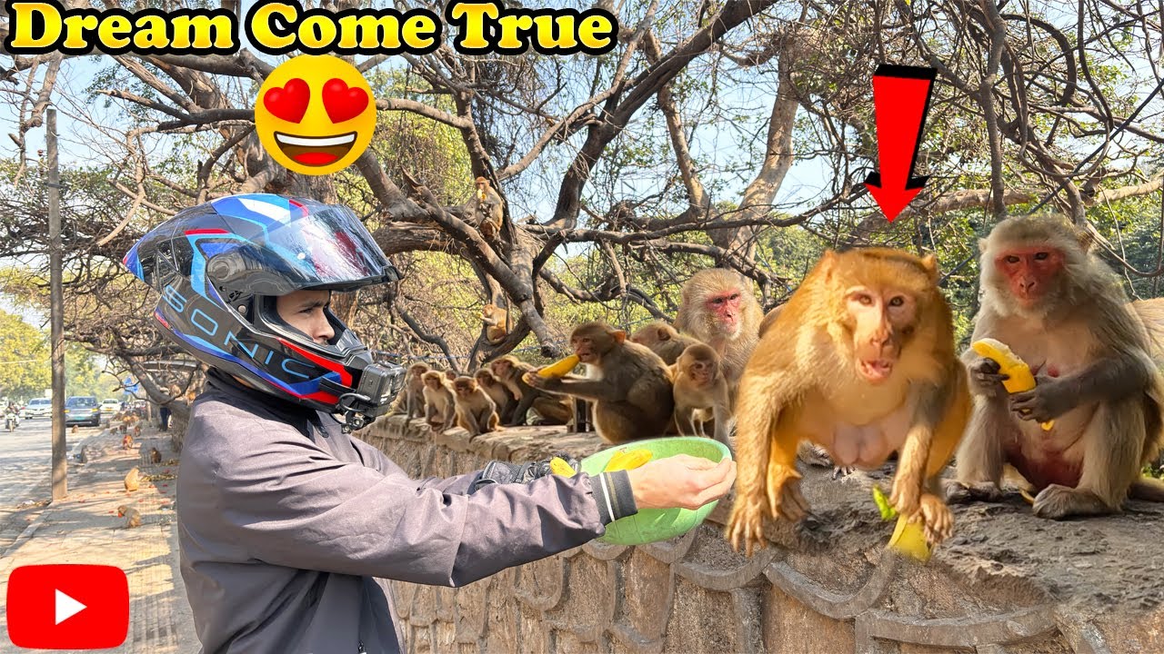 Dream Come True 💖 This Moment Made My Day | Feeding Monkey Animals !