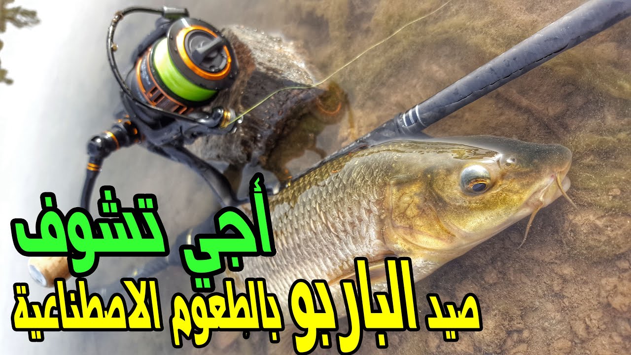 سمك الباربو العنيد💥🐟💥تعرف على طعوم و تقنية صيد الباربو بالسبينينغ🎣