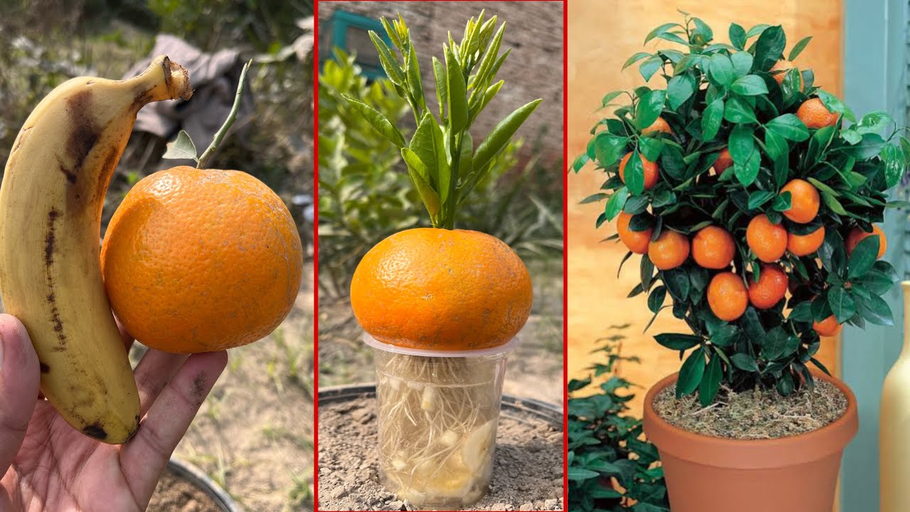 How to grow orange trees with orange fruit | easiest way to grow orange with banana Harmonies |