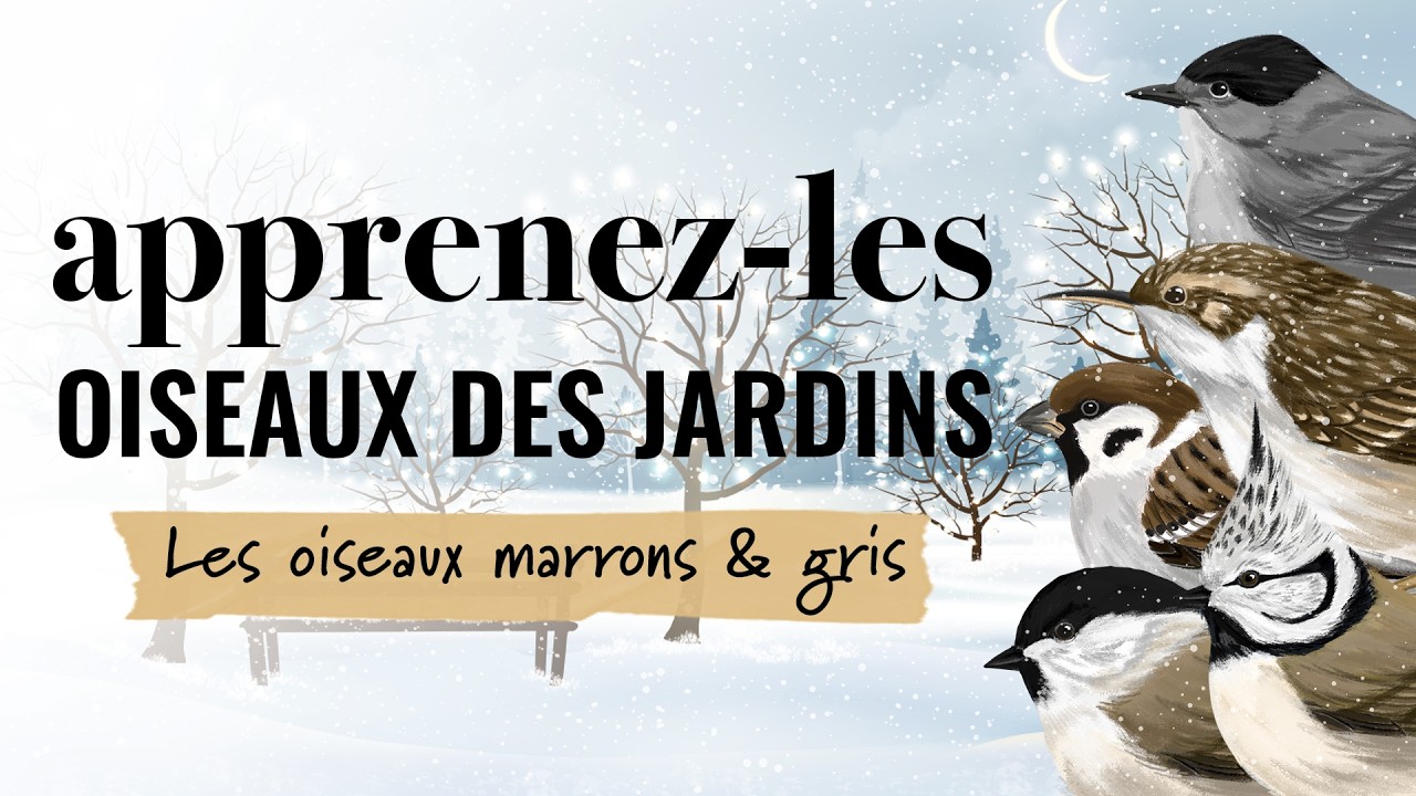 Identifiez les oiseaux des jardins en hiver - Oiseaux marrons & gris #5