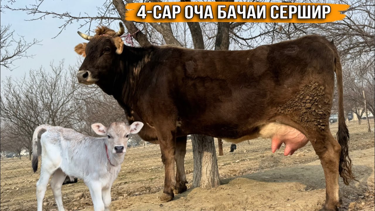 3-Сар оча бачаи СЕРШИР 25 января 2026 г.