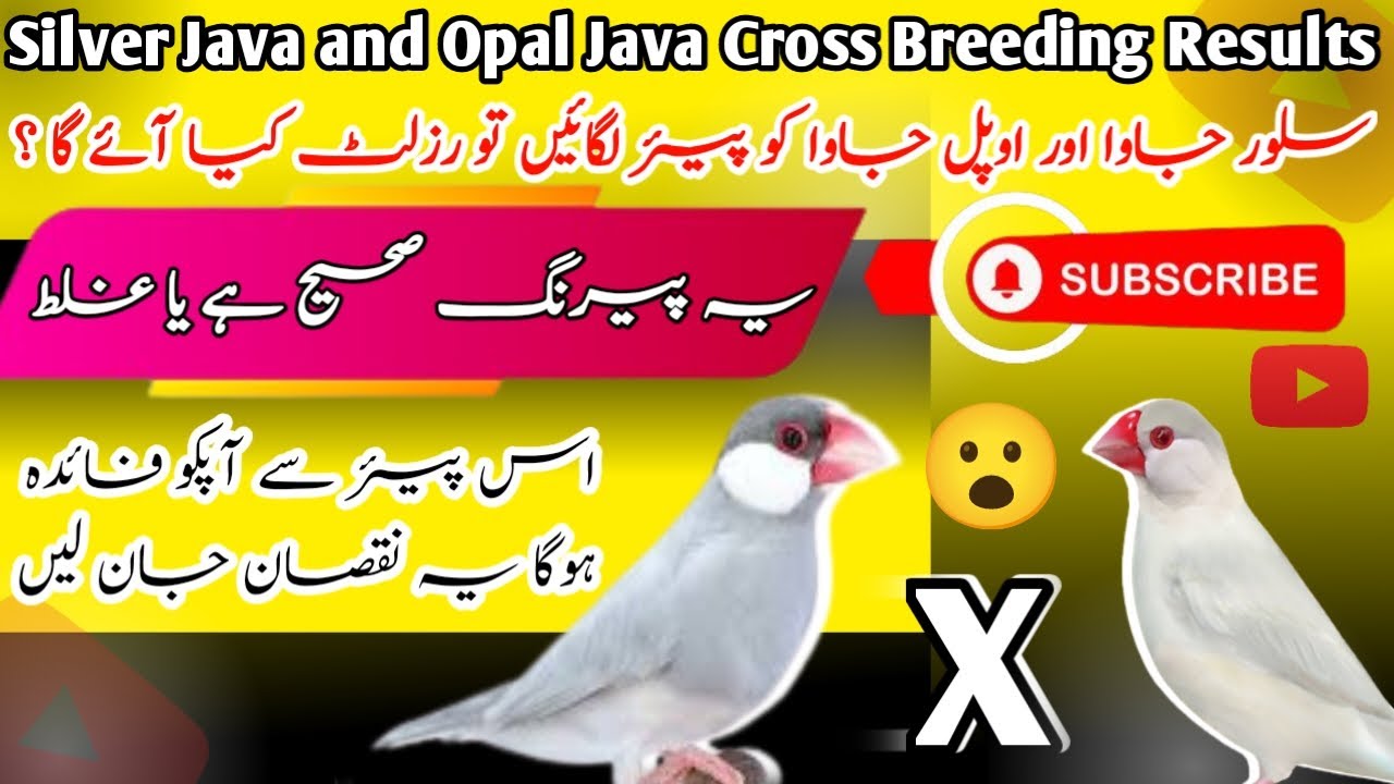 Silver Java and Opal Java sparrow cross breeding Results | Java sparrow Breeding Results