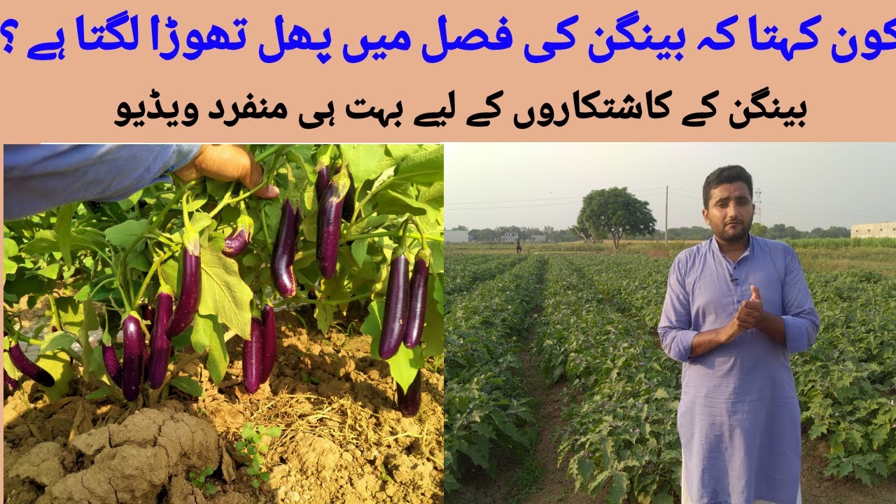 Brinjal Farming Tips||Bangan Field||Agriculture Guru