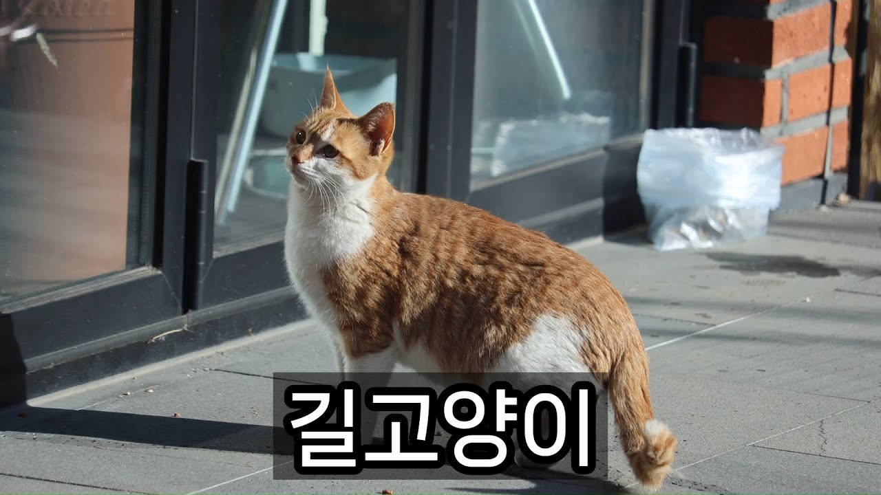 길고양이 - 2025년 12월
