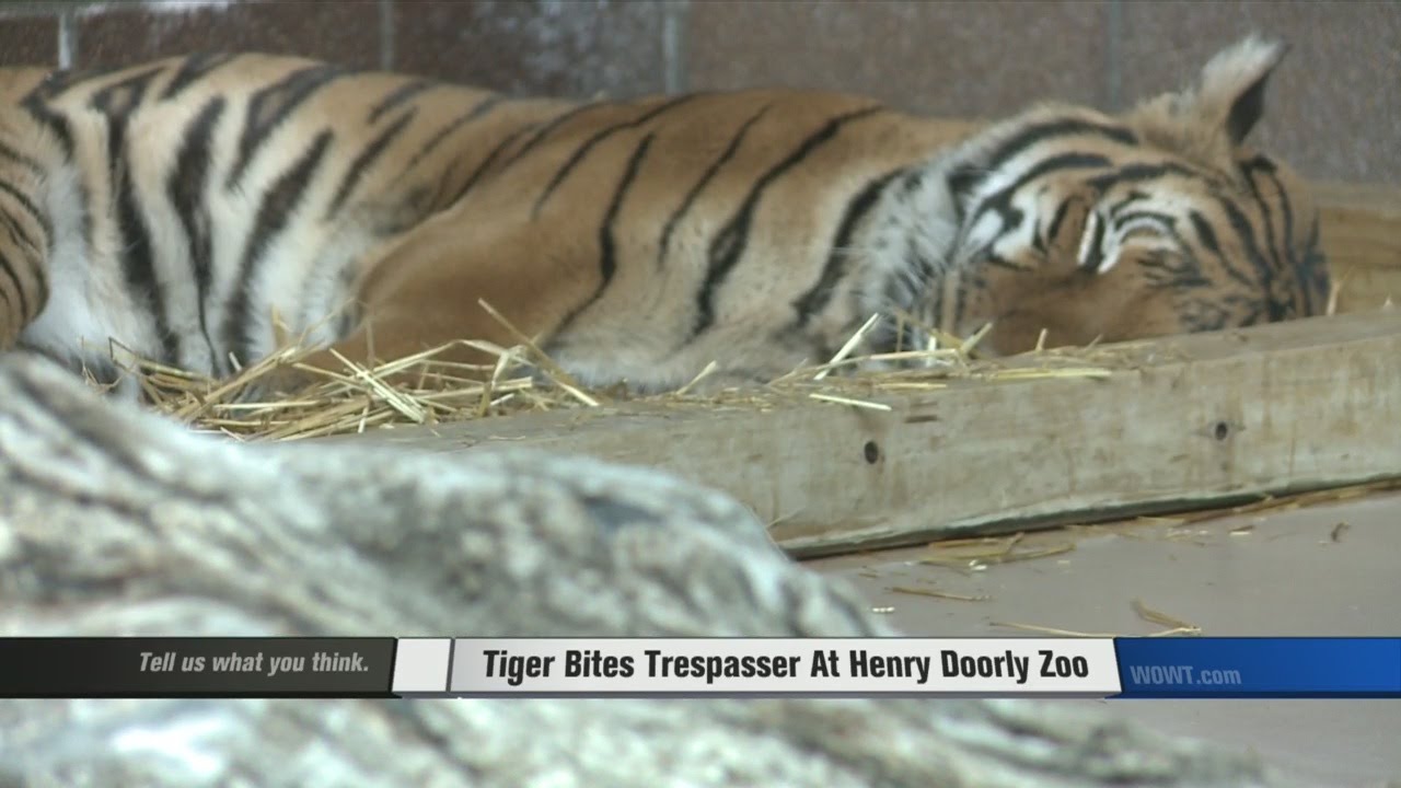 Zoo Officials Talk Security After Woman Bit by Tiger