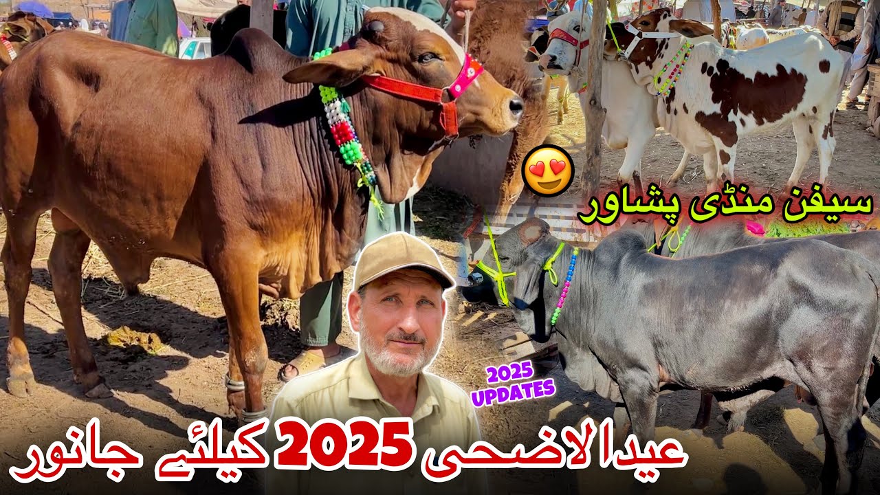 Maweshi Mandi Saifan Peshawar 2025 New Updates | Eid Ul Azha Bulls Prices 2025 | khyber Social Tv