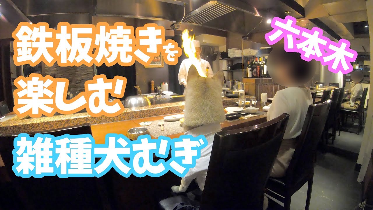 【雑種犬むぎの豪華ディナー】東京で鉄板焼きを食べるの巻🍽2019年4月〜Dog eating teppanyaki in Tokyo〜