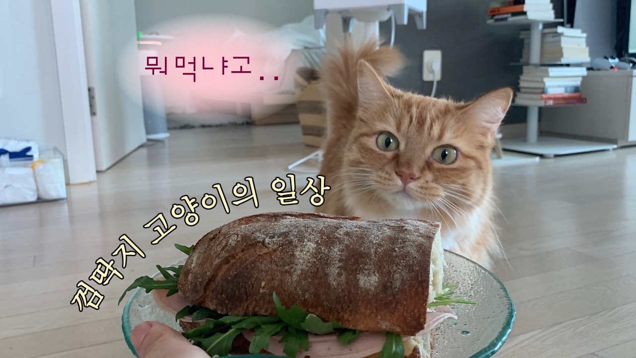 잡도리 좀 하는 껌딱지 미국인절미의 하루..(범이 삼촌 방문일기📝)