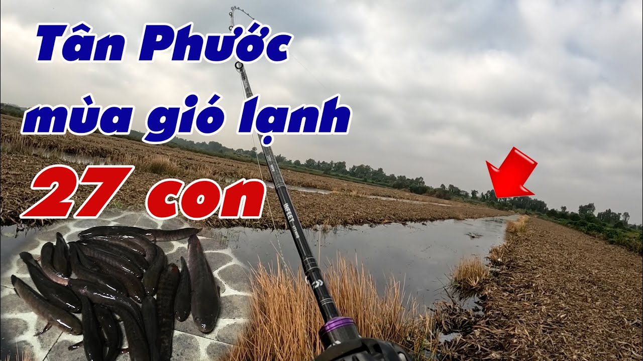 Câu Lure Cá Lóc ✅ Câu Cá Lóc Tân Phước Mùa Gió Lạnh Trúng Mánh 27 Con | Tâm Râu Vlog #395