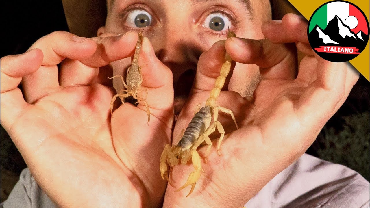 PUNGIGLIONE DI SCORPIONE! 🦂 Coyote Peterson rischia la vita? | Brave Wilderness Italiano