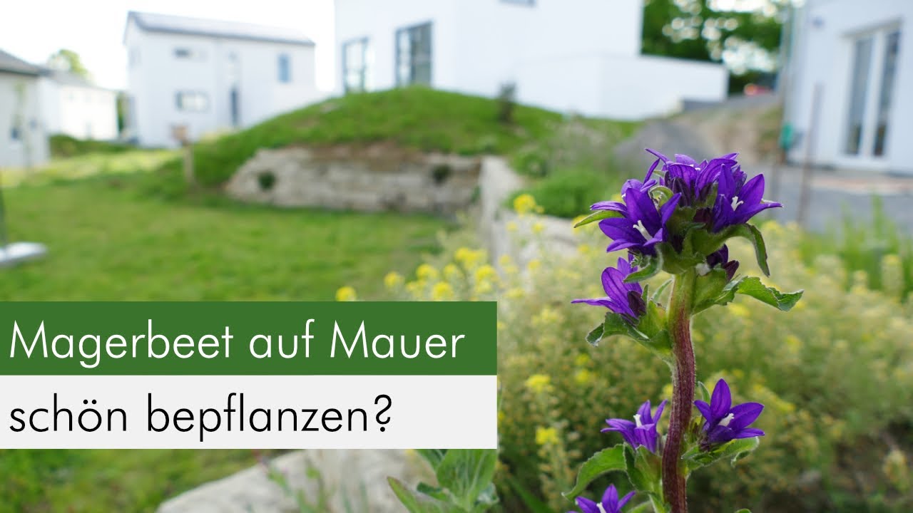 Ein Jahr sp&auml;ter: Die beeindruckende Entwicklung einer Trockenmauer