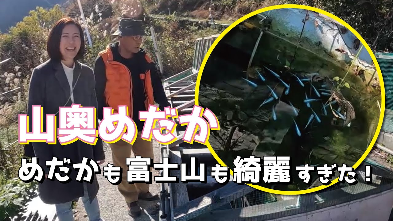 【山奥めだか】いろんなメダカがいっぱい！ラメメダカ！富士山くっきりで景色も最高！めだかすくって購入できますよ★