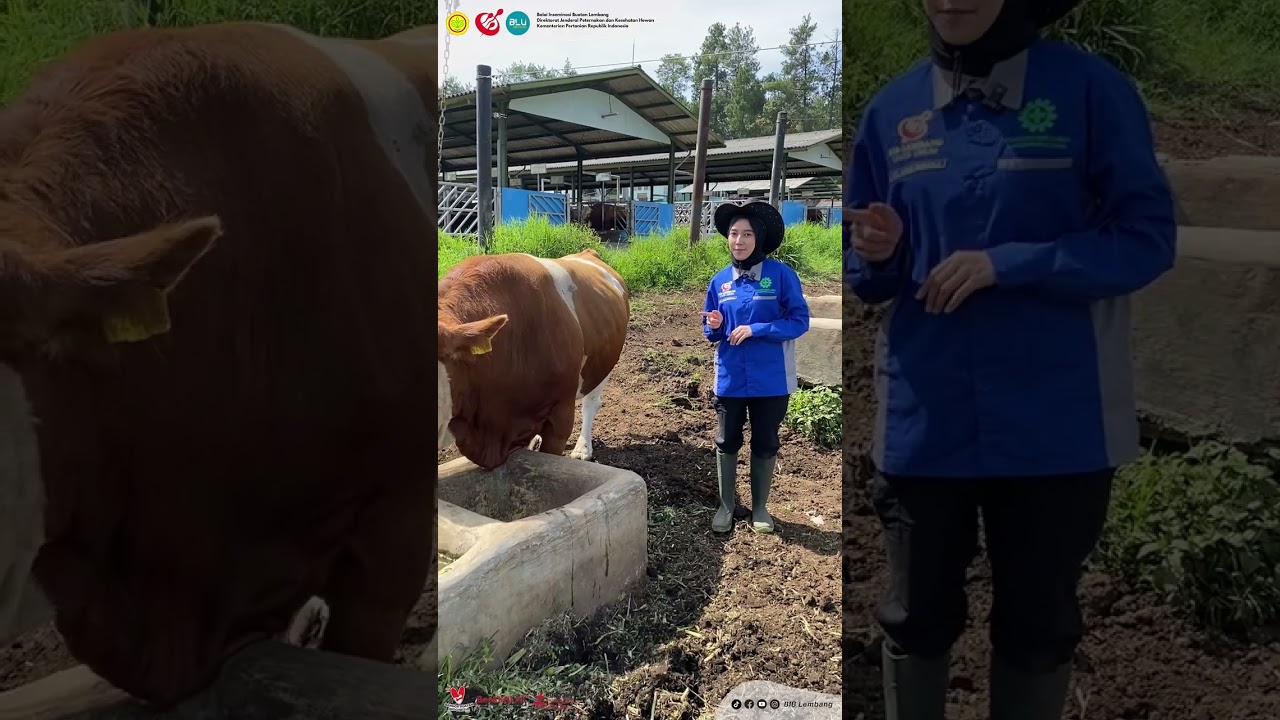 Kliling Kandang episode 01. pengenalan sapi Simmental Vaforit BIB Lembang 2024