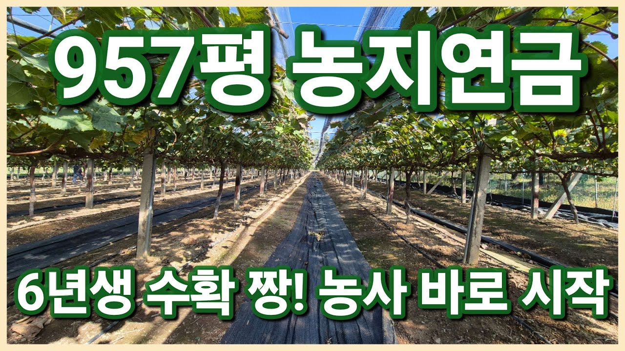 경산시 남산면 수확이 완전 좋은 경산포도밭 900평대 준비물 없이 농사 바로 시작 할수있는 농지연금으로 멋진 경산땅 보러오세요 3126