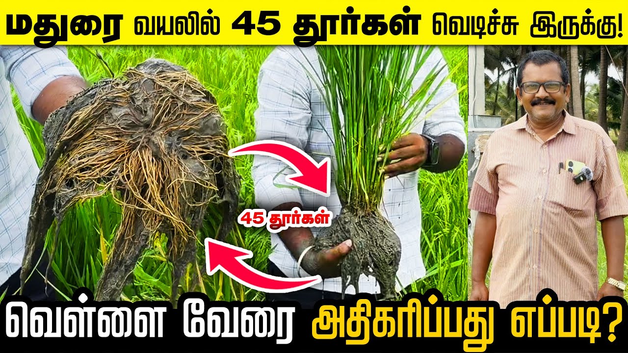 உசிலம்பட்டி வயலில் நாத்துக்கு 45 தூர்கள் உருவாக்கிய விவசாயியின் அனுபவம்  #blackbooster #rootsmatepro