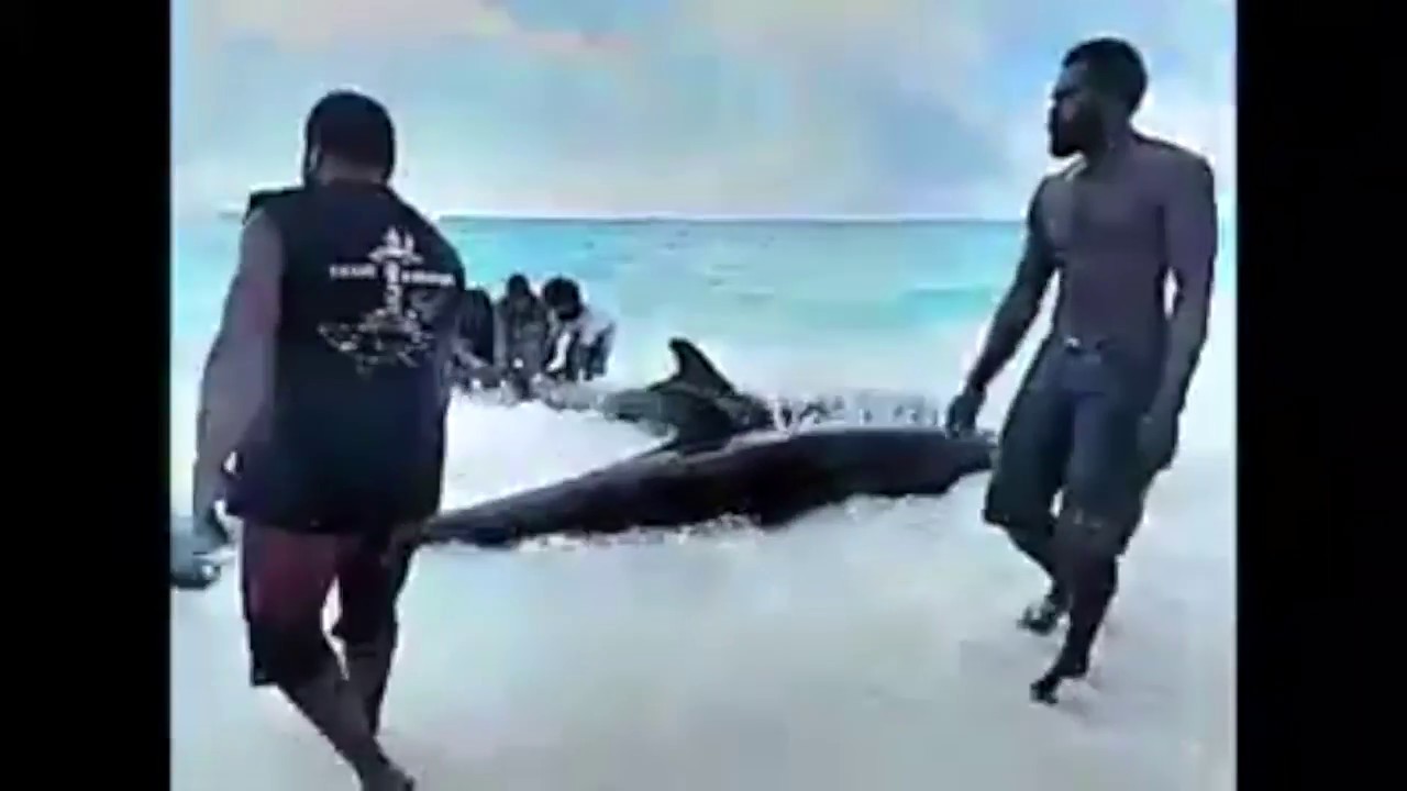 OUV&Eacute;A : sauvetage de dauphins &agrave; Mouli -23 avril/Rescue of dolphins