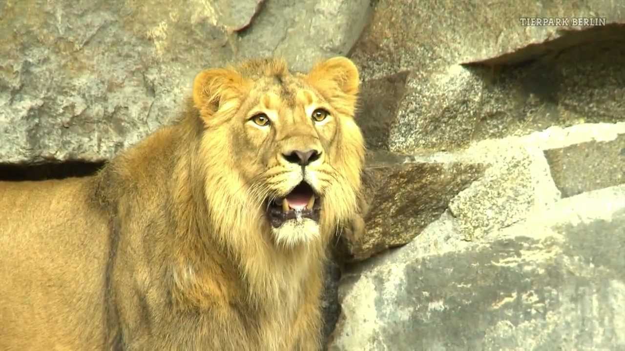 Die Löwen Tierpark Berlin