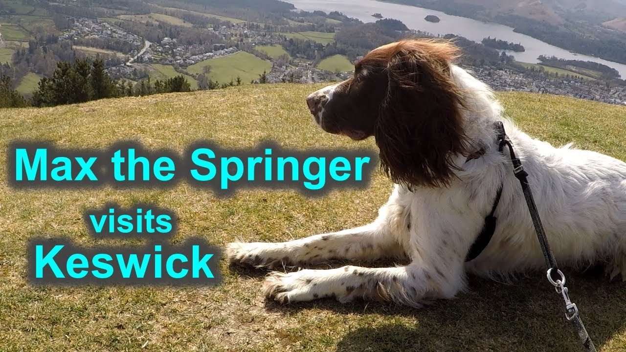 Springer Spaniel Max visits Keswick in a VW campervan.